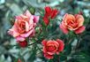 Copper Sunset ™ rose photo