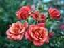 Copper Sunset ™ rose photo