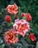 Copper Sunset ™ rose photo
