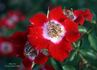 Hoot Owl rose photo