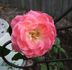 Happy Memories rose photo