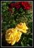 Anni Däneke rose photo