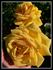 Anni Däneke rose photo