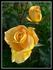 Anni Däneke rose photo