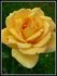 Anni Däneke rose photo