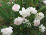 MEImaliss rose photo