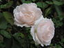 MEImaliss rose photo