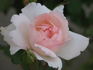 MEImaliss rose photo