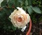 Colby School rose photo