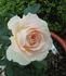 Colby School rose photo