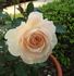 Colby School rose photo