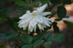 Jacques Porcher rose photo