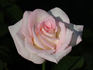 Cajun Moon rose photo