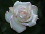 Cajun Moon rose photo