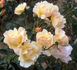 Goldammer rose photo