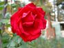 Monumental rose photo