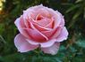 JACbrant rose photo