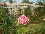 Pink Favorite rose photo