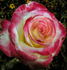 Dawning Moment rose photo