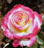 Dawning Moment rose photo