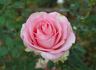 Espérance ™ rose photo