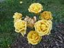 Spanish Sun rose photo