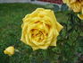 Spanish Sun rose photo