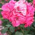 Buisman's Triumph rose photo