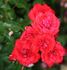 Concerto rose photo