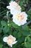 Columbine rose photo