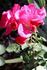 Firecracker rose photo