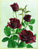 M.S. Hershey rose photo