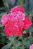 Orange Sweetheart rose photo
