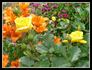 Goldfinger rose photo