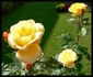 Sunsilk rose photo