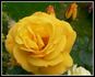 Sunsilk rose photo