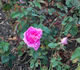 Colonel Foissy rose photo