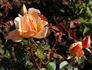 Golden Mrs. Sam McGredy rose photo