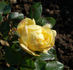 Frau Felberg-Leclerc rose photo