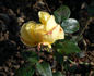 Frau Felberg-Leclerc rose photo