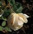 Staatspräsident Päts rose photo
