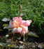 Orange Beauty rose photo