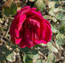 Harvard rose photo