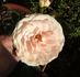 Colby School rose photo