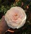 Colby School rose photo