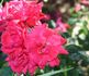 Independence rose photo