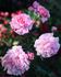 August Seebauer rose photo
