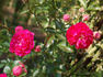 Babette rose photo