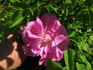 Daybreak rose photo