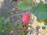 Kinistino rose photo